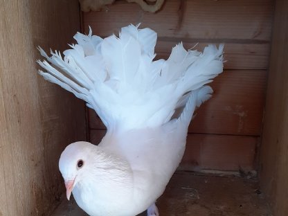 Bild 6:2 Paar weiße Pfautauben