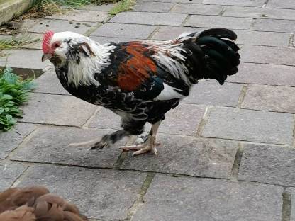 Bild 3:Zwerglachs Hahn zu verschenken