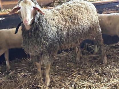 Merino Widder