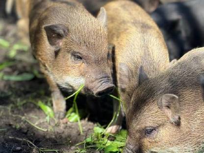 Bild 6:Minischweine