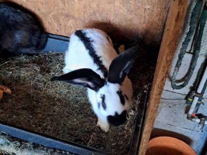 Bild 2:Deutsche Riesen