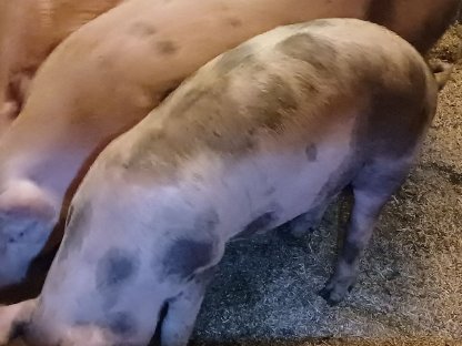 Bild 3:Fresser zu verkaufen