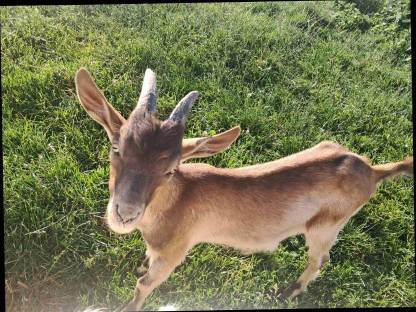 Bild 2:Tauernschecken Ziegenbock abzugeben