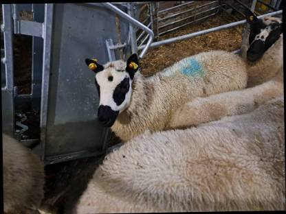 Bild 7:Kerry Hill Sheep Böcke