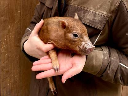 Minischwein, Minipig