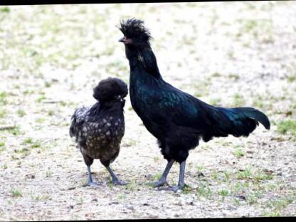 Bild 2:1 Pärchen Paduaner