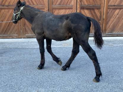 Bild 5:Noriker Hengstfohlen Rappe