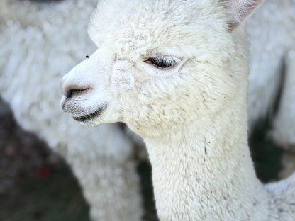 Bild 4:Alpaka Stute - AHW Flocke