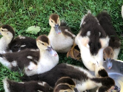 Bild 4:Warzenenten Küken