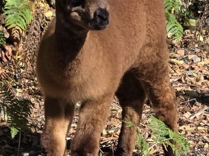 Bild 3:Alpakastute mit Cria