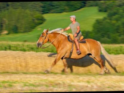 Bild 8:Ausritte mit so tollen Norikern