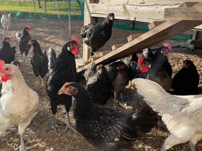 Bild 8:Barnevelder Junghähne