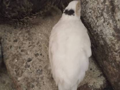 Bild 3:Legewachtel Speiseeier, Bruteier, Wachteln