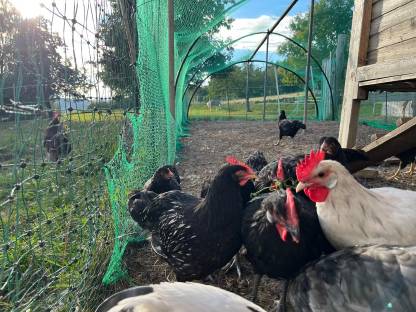 Bild 4:Barnevelder Junghähne