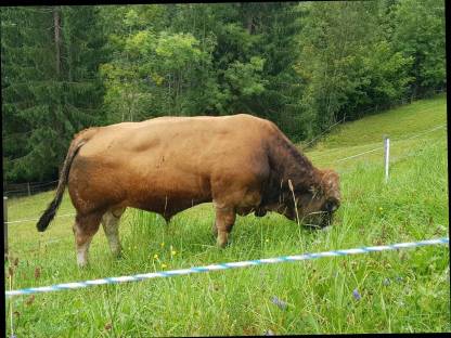 Aubrac Jungstiere