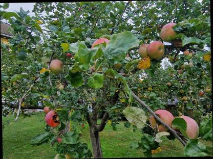 Bild 6:Bio Streuobstäpfel