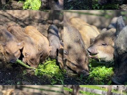 Bild 9:Minischweine