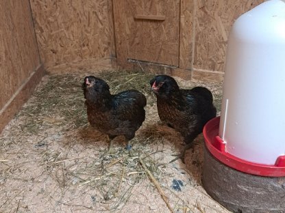 Bild 4:Reinrassige Araucaner