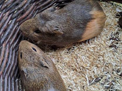 Junge Meerschweinchen