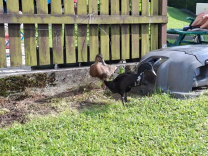 Bild 2:Laufenten 2 Stk. weiblich