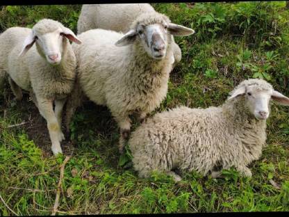 Bild 2:4 Schafe zu verkaufen