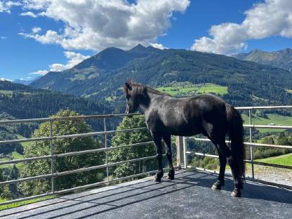 Suche Ponyfreund für meinen Isländer Wallach