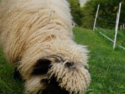 Bild 3:Walliser Schwarznasen Auen