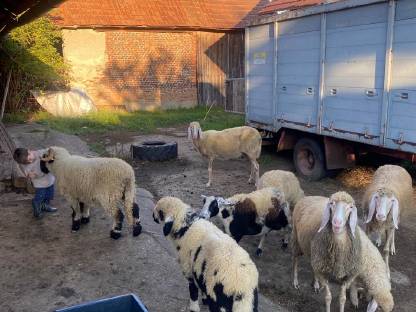 Bild 4:Bergschafe kleine Herde