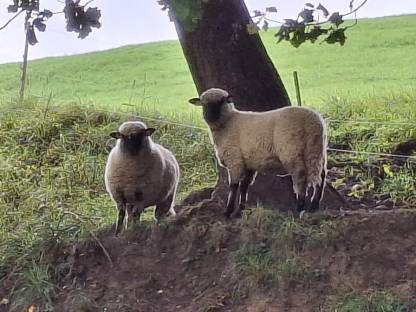 Shropshire Schafe