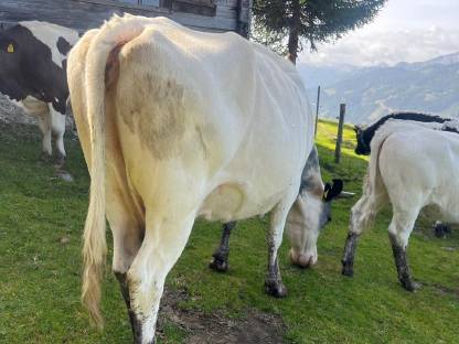 Bild 2:Mutterkuh HF, September 2018