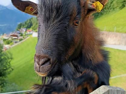 Bild 2:Zwergziegenbock