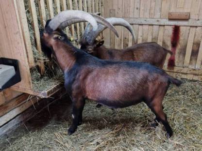 Bild 3:Bio Heu-Ballen 2025