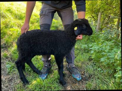 Bild 3:Verkaufe Tiroler Steinschaf mit Lamm