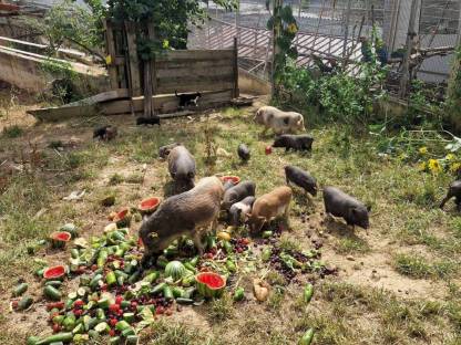 Micro- und Mini-Schweine
