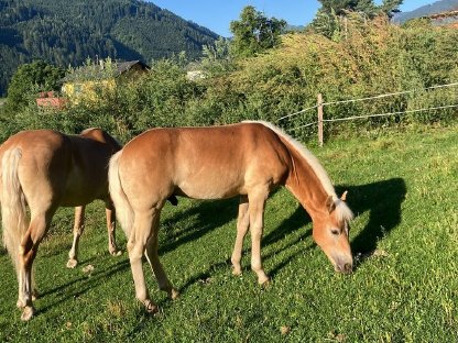 Bild 3:Haflingerhengstfohlen