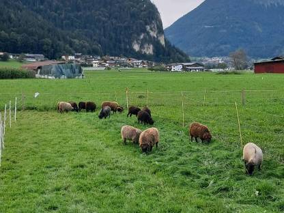 Bild 2:Ouessant, Quessant, bretonisches Zwergschaf