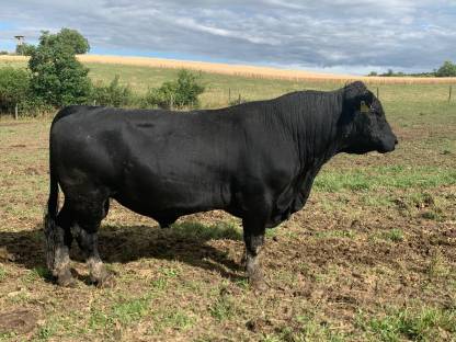 Bild 2:Bio Angus Stier