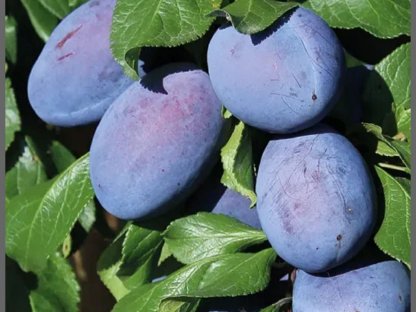 Bild 8:Bio Äpfel Zwetschgen und Mostbirnen