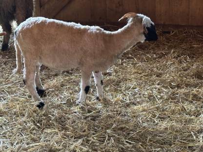 Bild 2:Walliser Schwarznasen Auen