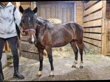 Pony Wallach