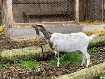 Bild 2:Zwergziege
