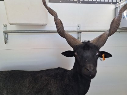 Bild 2:Ungarischer Zackelschaf Bock