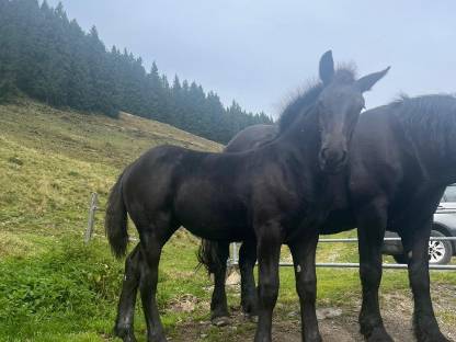 Bild 2:Norikerstutfohlen