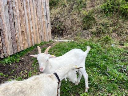 Bild 2:Saanenbock Kitz