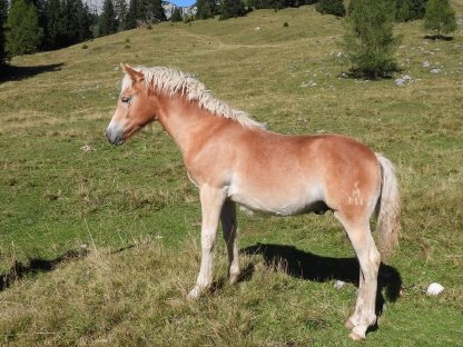 Bild 3:Haflinger Hengstfohlen Attila