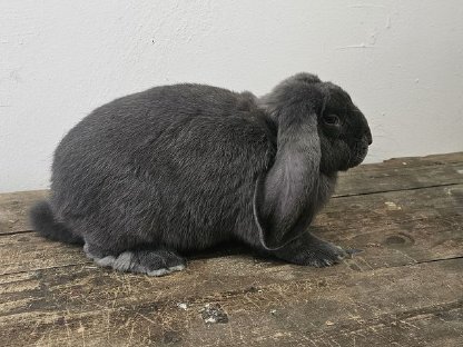 Bild 2:Deutsche Widder