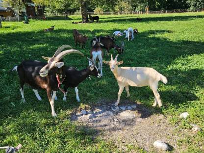 Bild 2:Bio-Milchziegen und Bio-Ziegenkitze weiblich