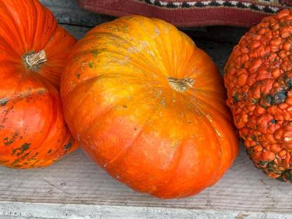 Bild 5:Zier- und Speisekürbisse zu verkaufen