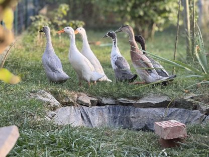 Bild 2:Schneckenpolizei