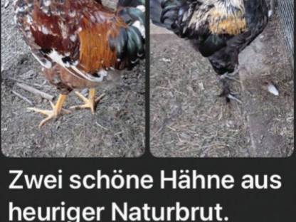 Hähne